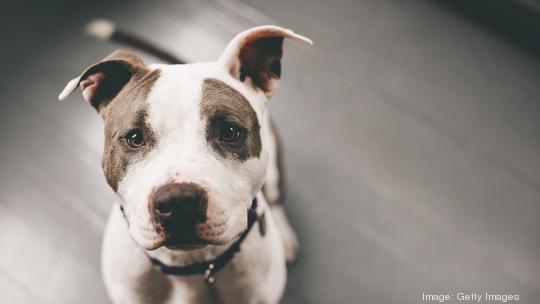 High angle view of pitbull sitting on floor at home