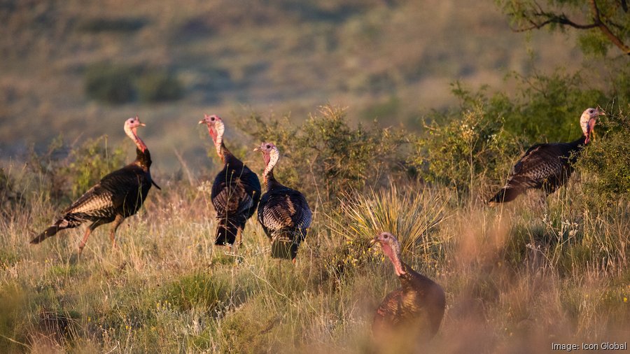 80,000-acre Turkey Track Ranch, ‘Oasis of the Panhandle,' hits market ...