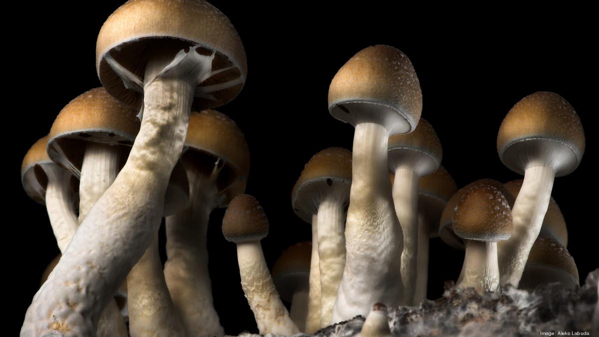 Oregon psilocybin data shows declining use, who's taking it and why