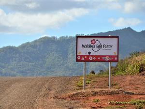 waialua egg farm