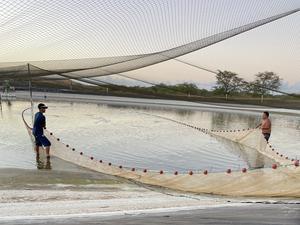 Shrimp harvest