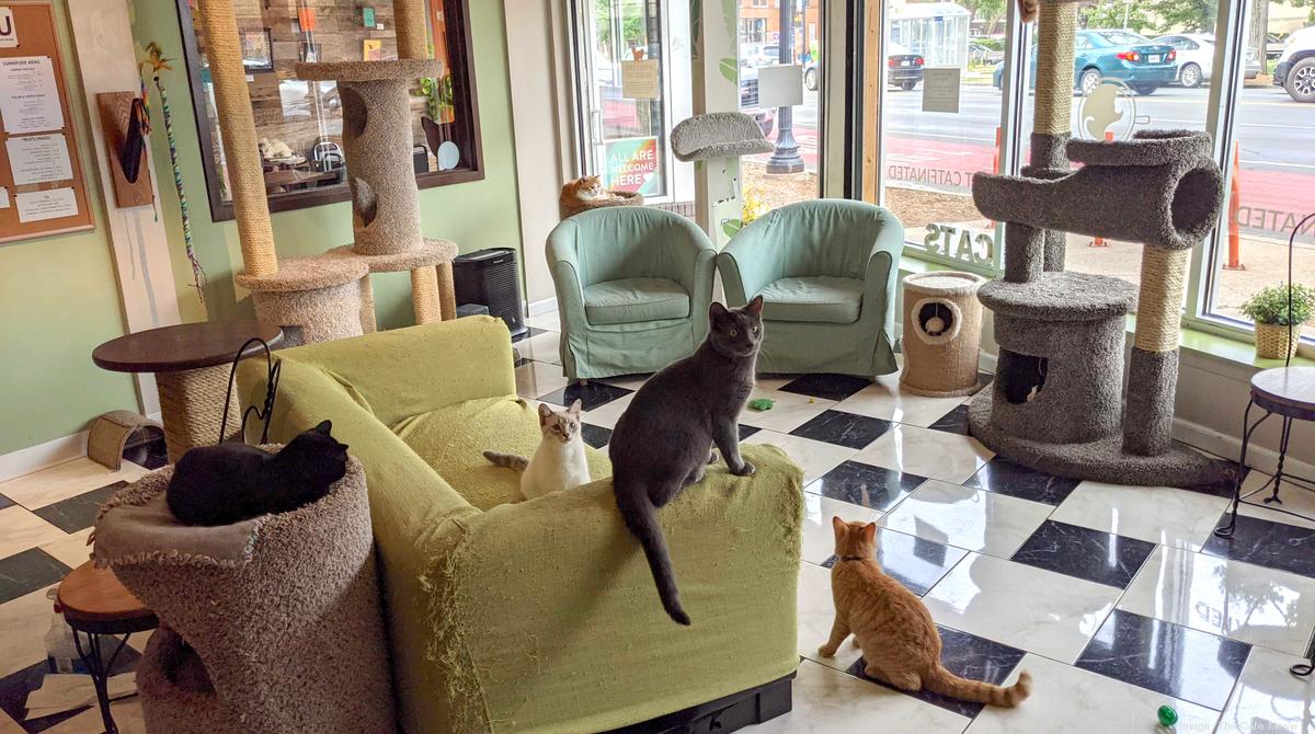 cats and coffee shop