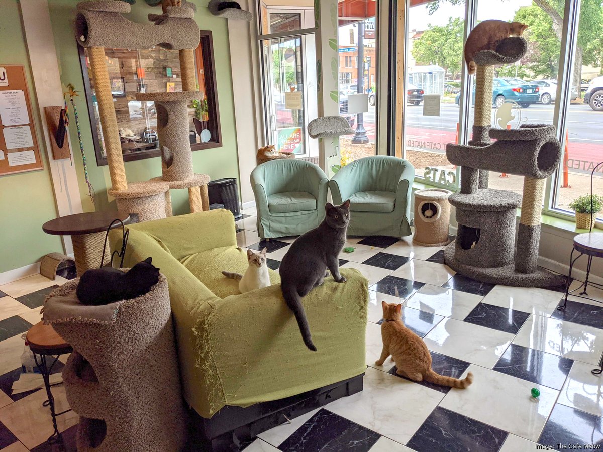 Cat lovers, book lovers come together at new Pittsburg store, Local News