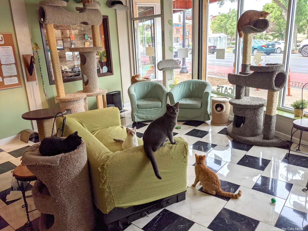 Cat Cafe - Cafe Meow