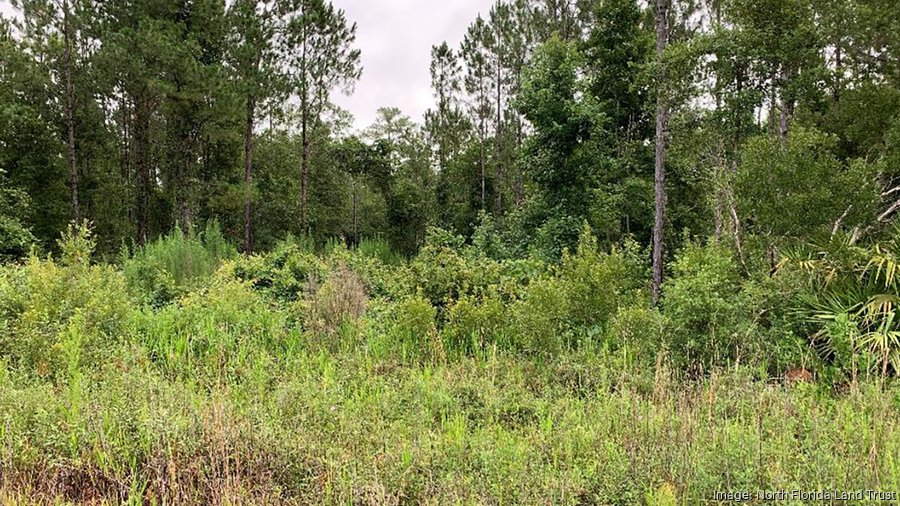 North Florida Land Trust acquires parcel from Weyerhaeuser Corporation