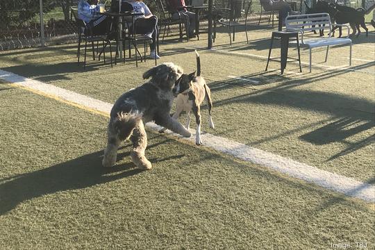 Doggos Dog Park & Pub