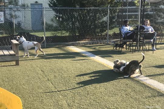 Doggos Dog Park & Pub