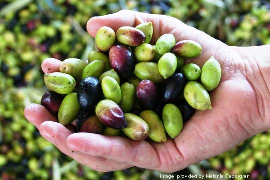 The Spicy Olive olives