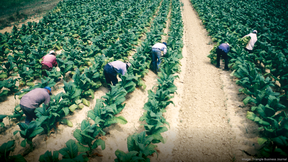Federal policies could devastate North Carolina's tobacco industry