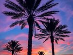 Colorful dramatic sunset with palm trees