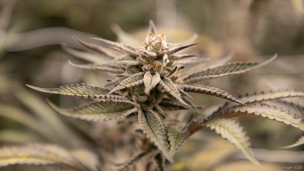 Marijuana: The truth about growing your own pot – The Denver Post