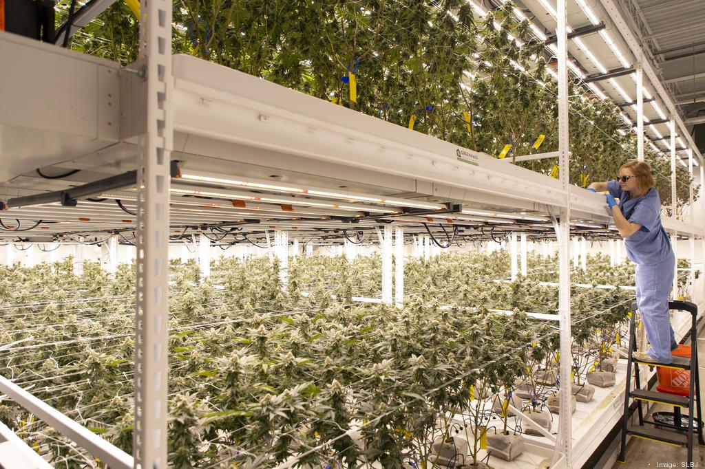 Marijuana: The truth about growing your own pot – The Denver Post