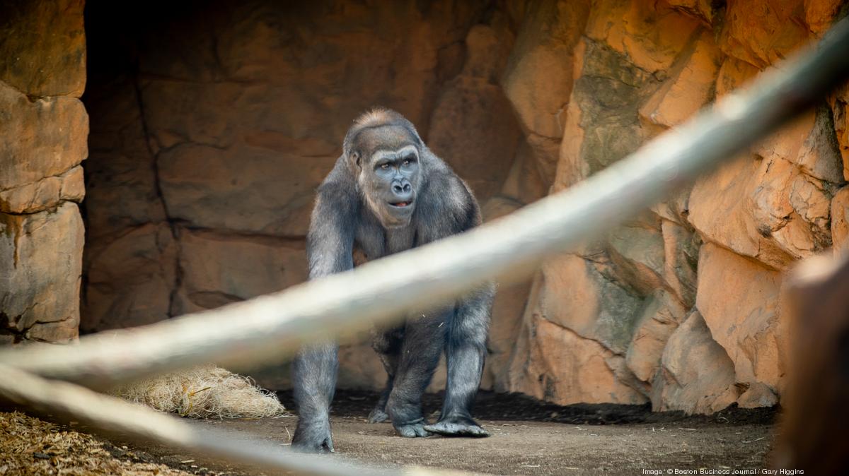 Franklin Park Zoo opening expanded gorilla exhibit - Boston Business ...