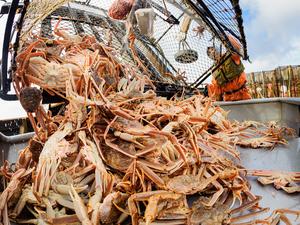 Crabs On Deck BeringSeaOpis2387