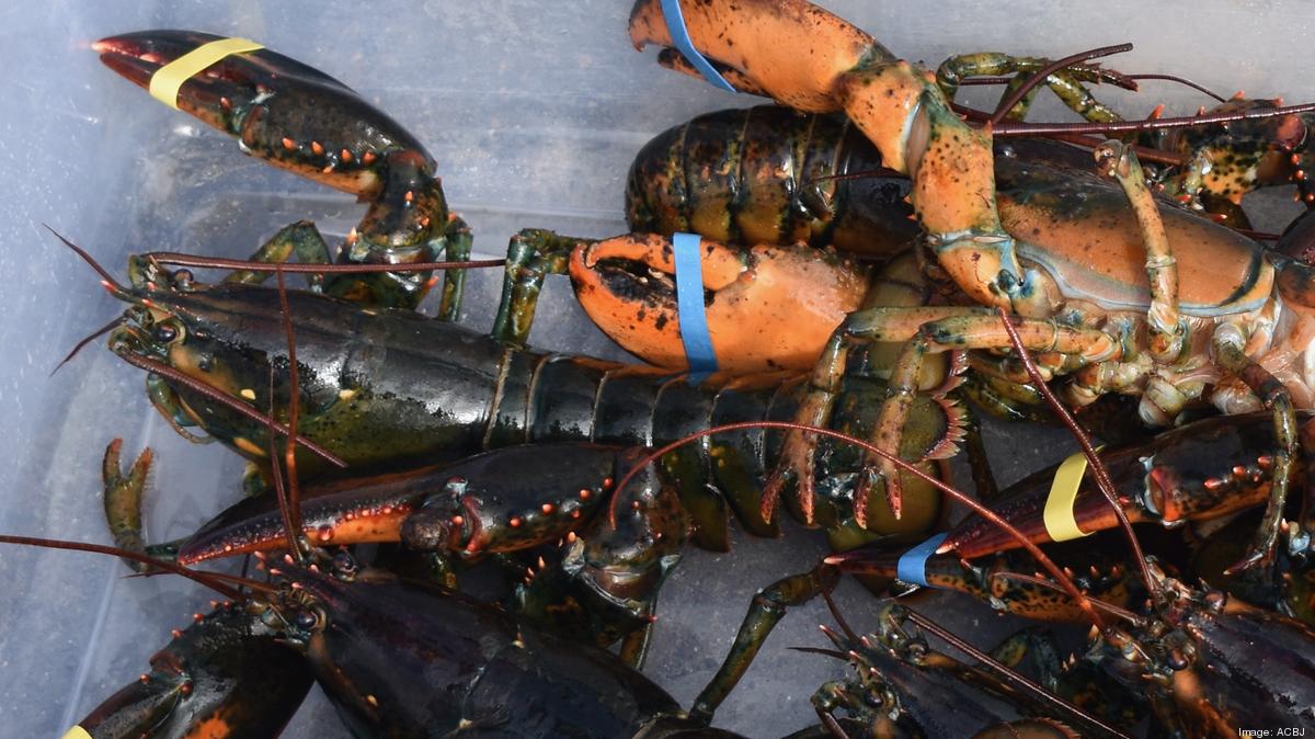 First Circuit grills Maine lobster industry in defamation case - Providence Business First