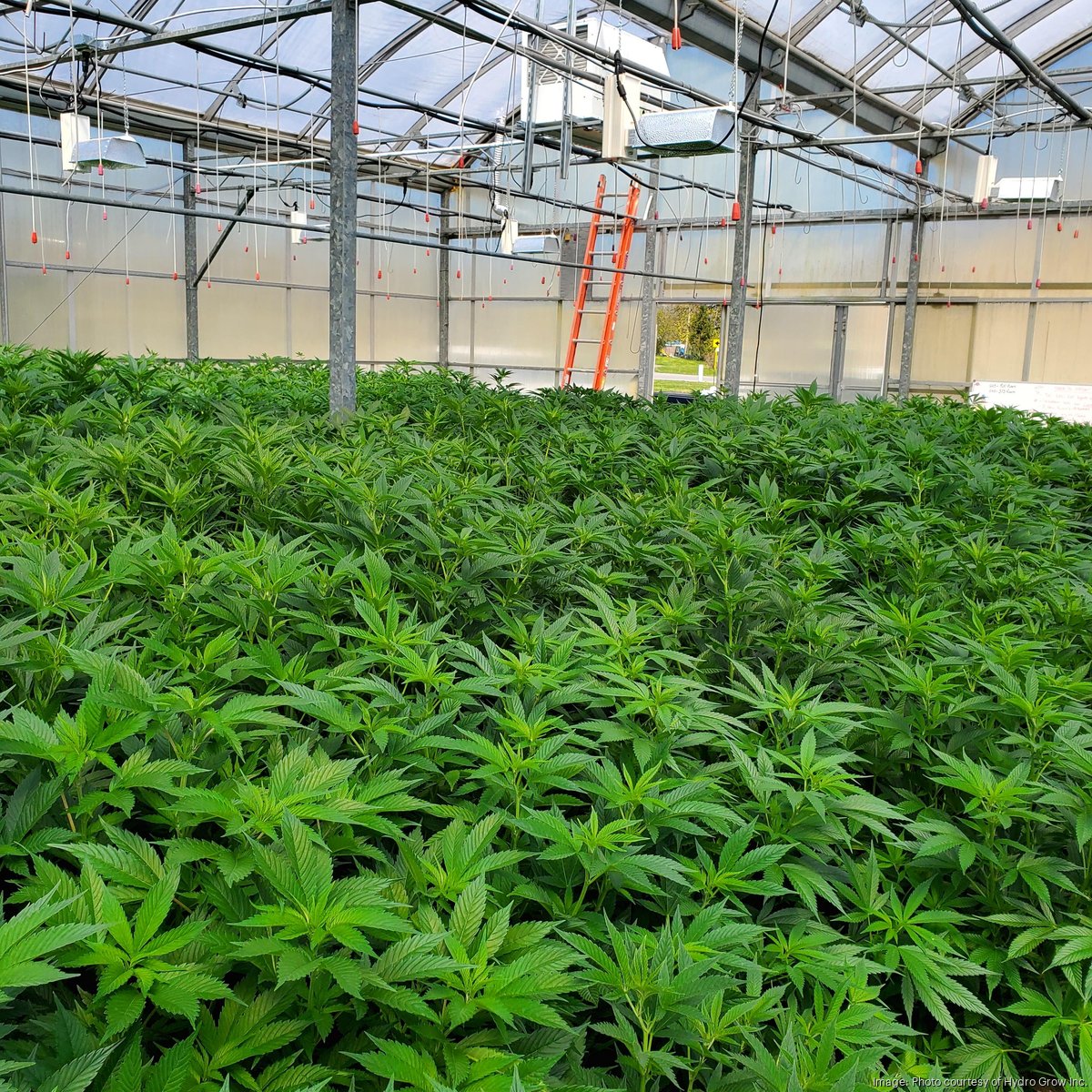 NY injunction on weed dispensaries frustrates growers Buffalo