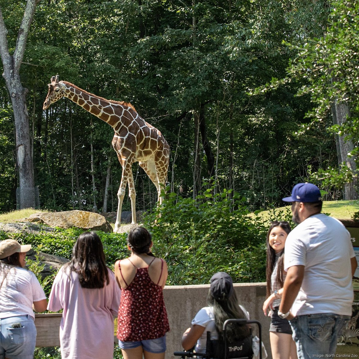 Fitness in the air: Let's hang out - Giraffe in the City