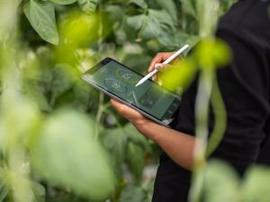 Agronomist using digital tablet for analysis of plantation