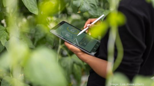 Agronomist using digital tablet for analysis of plantation