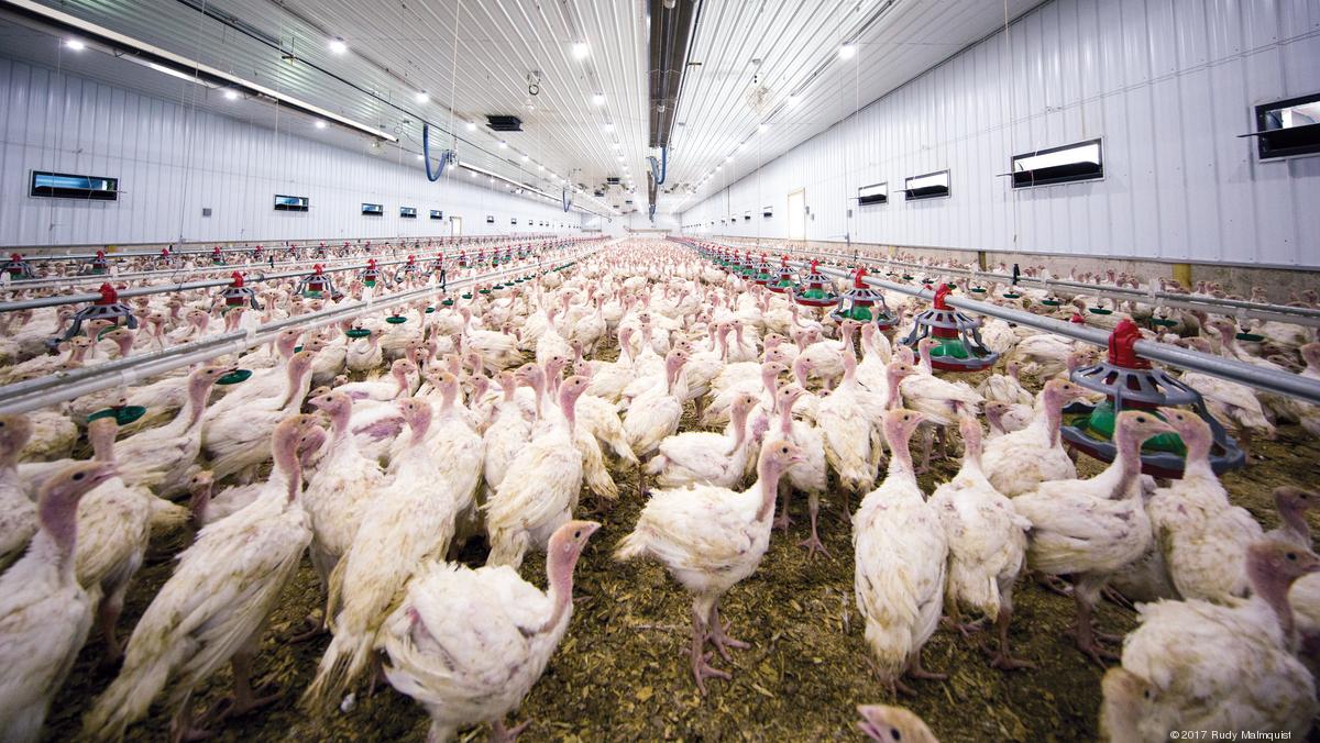 How Covid spread across meat processing plants in North Carolina. Triangle Business Journal