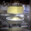 Daisy Brand to break ground on $24M innovation center in Garland, doubling R&D team