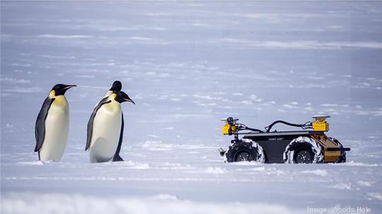 penguins