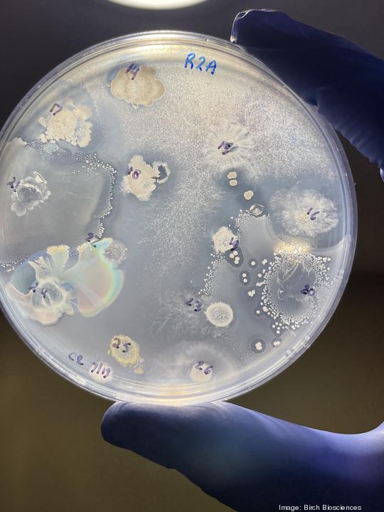 Birch Biosciences Examples of bacteria eating plastic