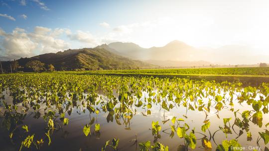 taro fields agriculture, hawaii islands