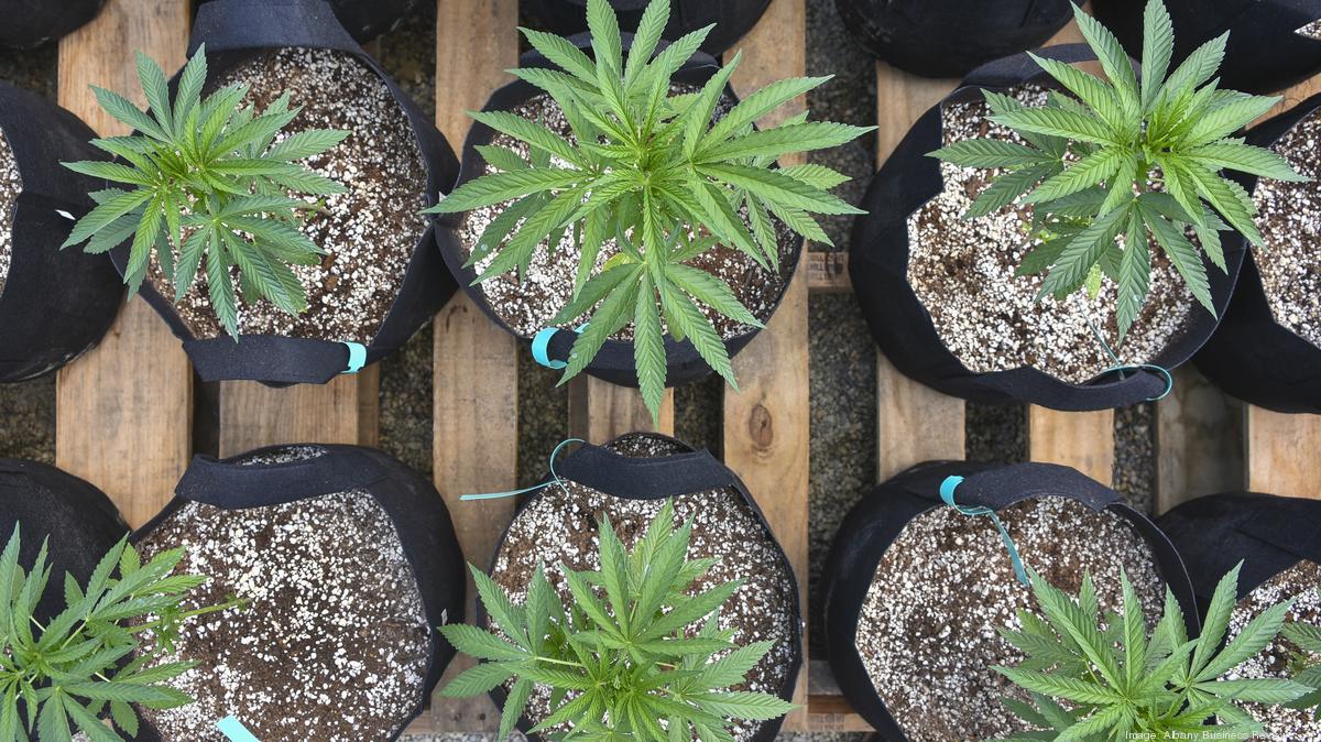 State Approves First Companies That Can Make Recreational Cannabis 
