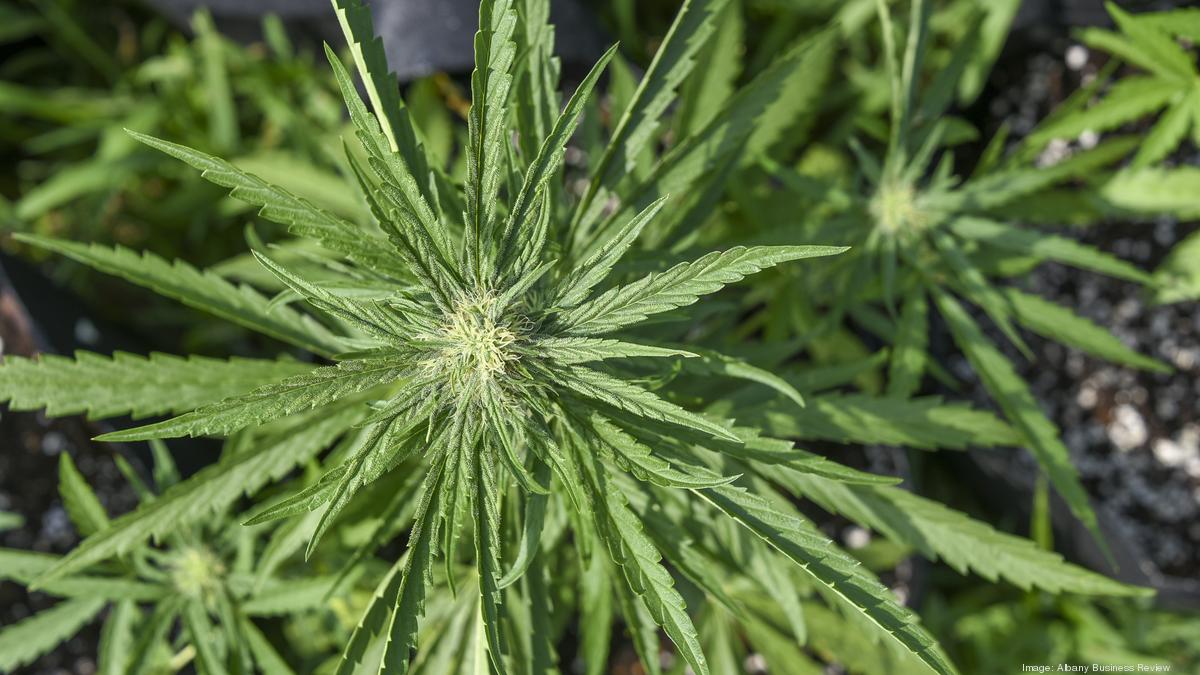 How Much Is It To Open A Dispensary In Arizona