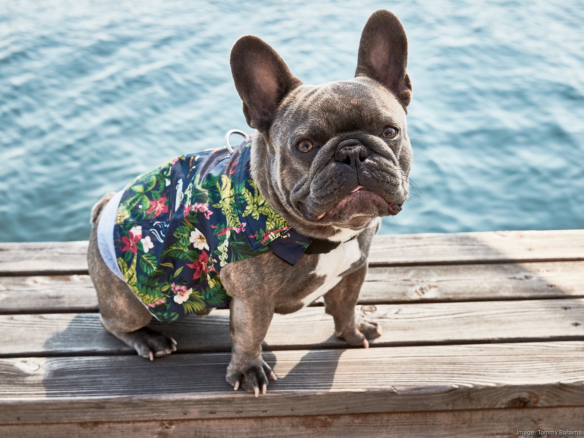 Frenchie hawaiian outlet shirt