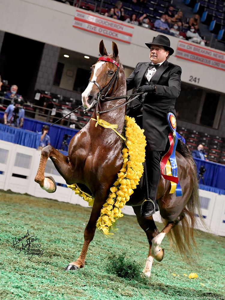 This year marks the 119th World Championship Horse Show. The show, held at Freedom Hall since its construction in 1956, is an eight-day competition with between 1,900 and 2,000 horses participating.