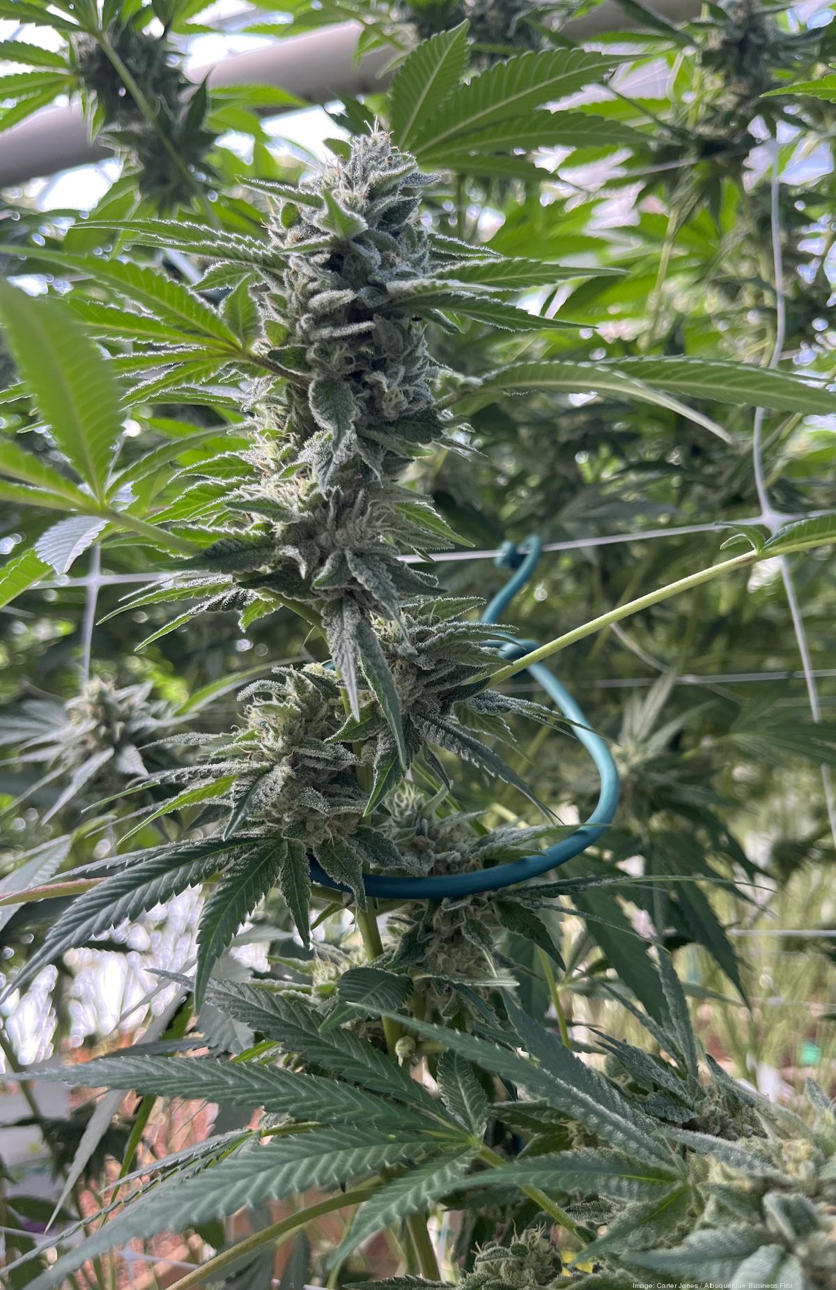 Oregon 247 Boardhollyweed Dispensary Boston - dnsov6m