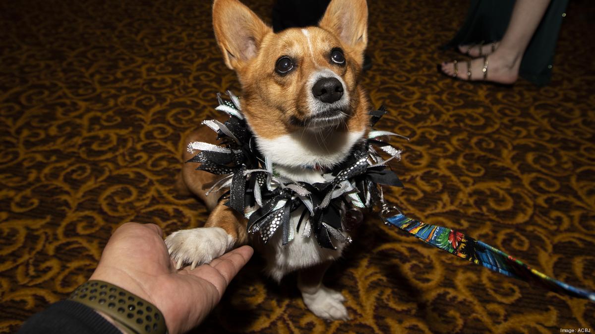 Dogs, cats help raise money for Wisconsin Humane Society: Slideshow ...