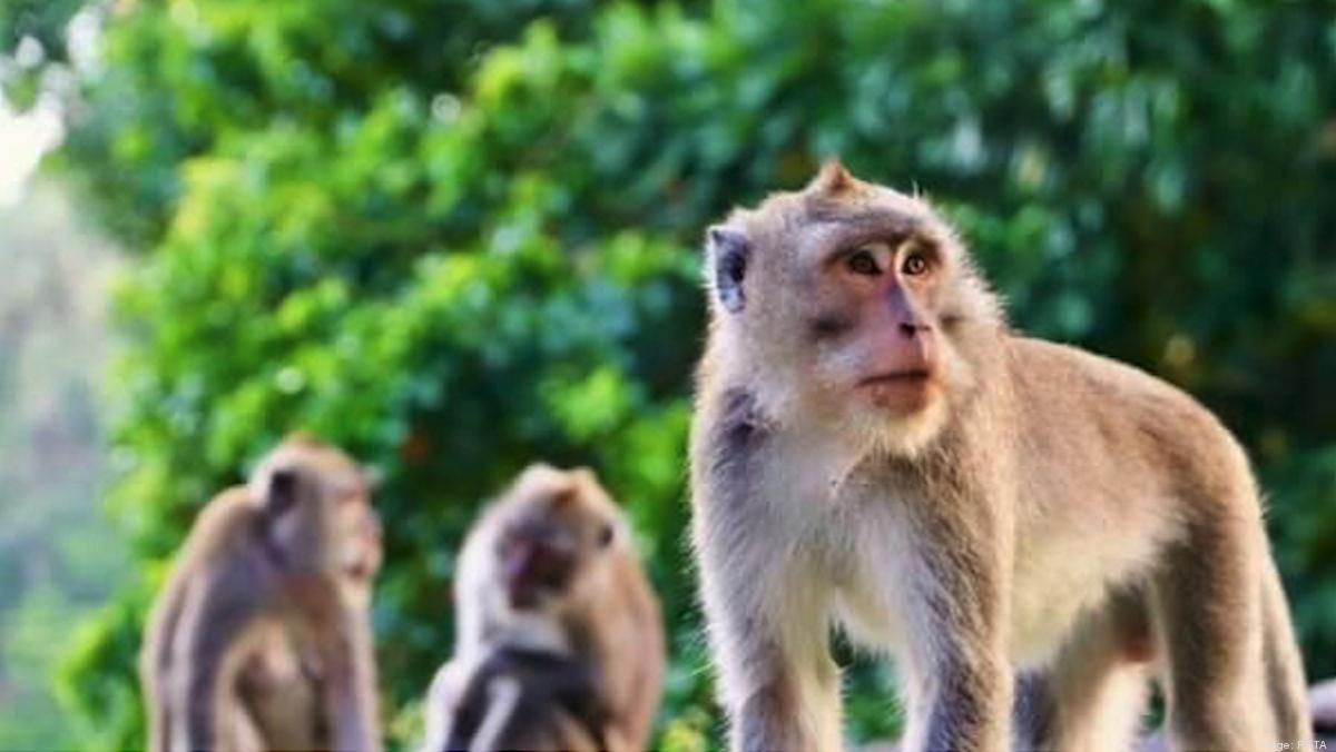 PETA alleges Louisiana trucking firm illegally transported monkeys to