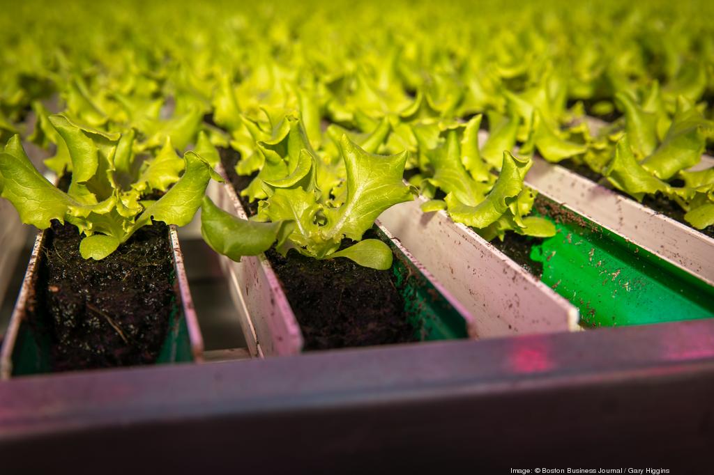 Tops partners with greenhouse grower Little Leaf Farms