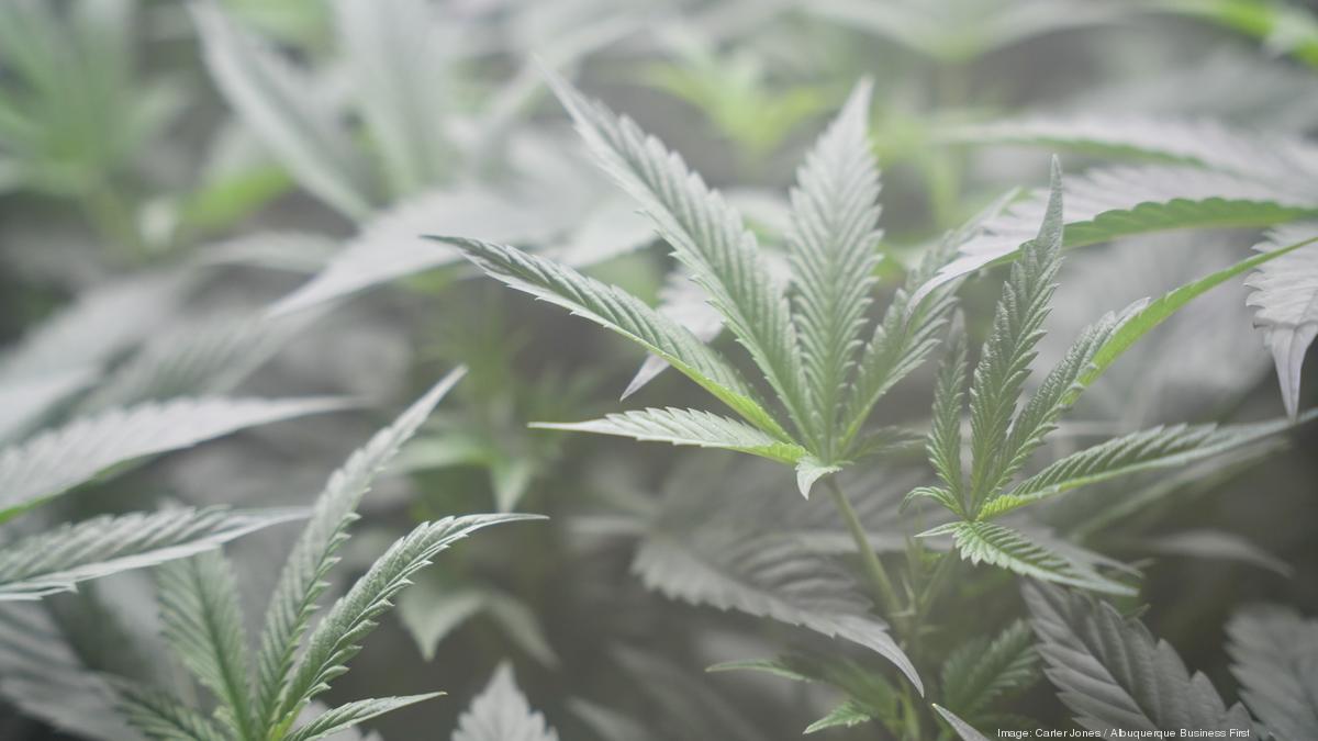 See Inside: Here's how a cannabis plant grows at the Verdes Foundation - Albuquerque Business First