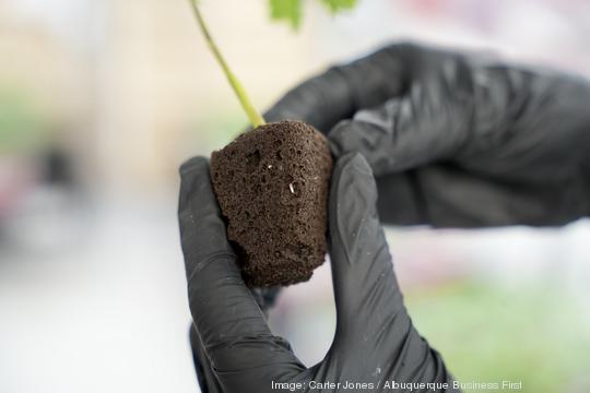 Life of a cannabis plant