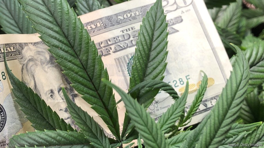 cannabis plant and $20 bill