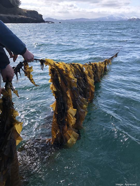 Sugar Kelp, Macro Oceans Inc.