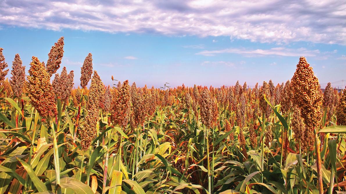 Sorghum: Harnessing the power of climate smart crops - St. Louis ...