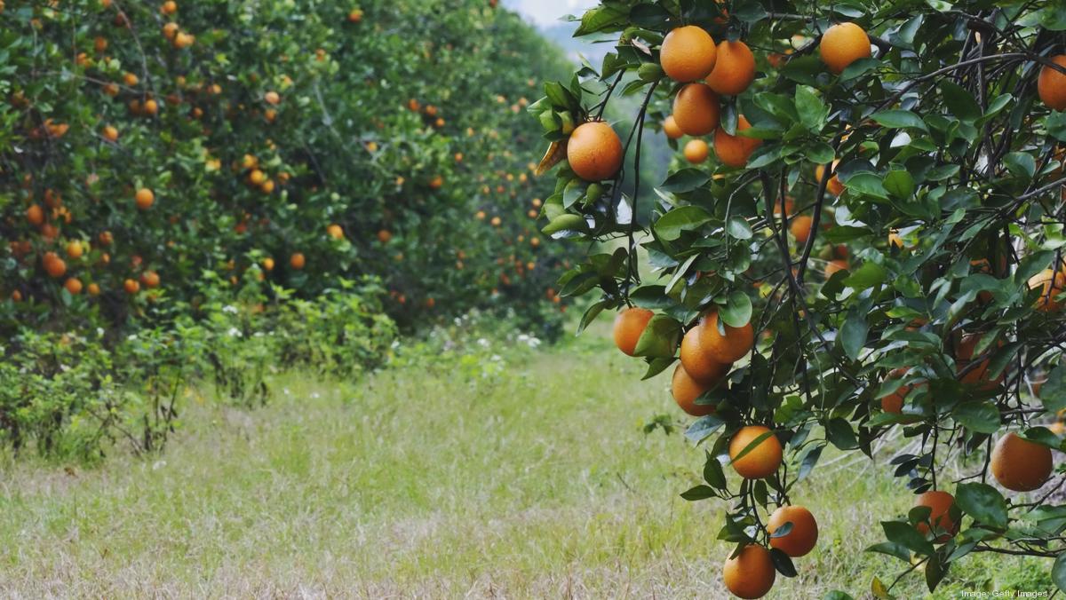 Lawmakers Look To Stabilize Florida S Agriculture Industry   Gettyimages 121753639*1200xx5160 2908 0 177 