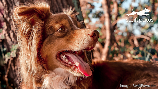 brownie with swiftpaws home (1)