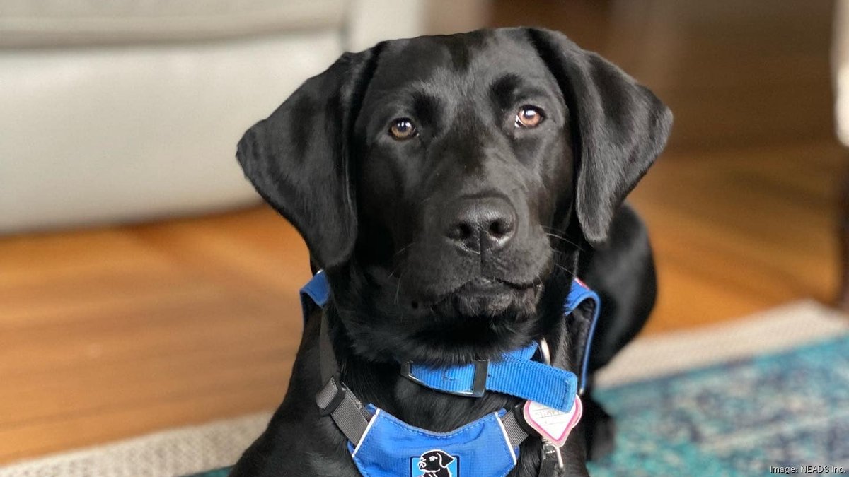 Major', Black Labrador puppy, becomes Philadelphia Phillies' new