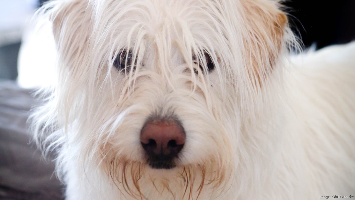 Colorado House passes bill capping petrelated rent and deposits, preventing breed