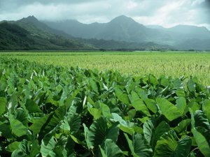 Taro Field on Kauai