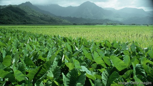 Taro Field on Kauai