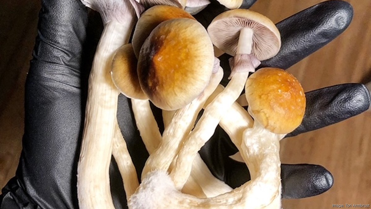 Five Things to Know Oregon mushroom therapy and rent control