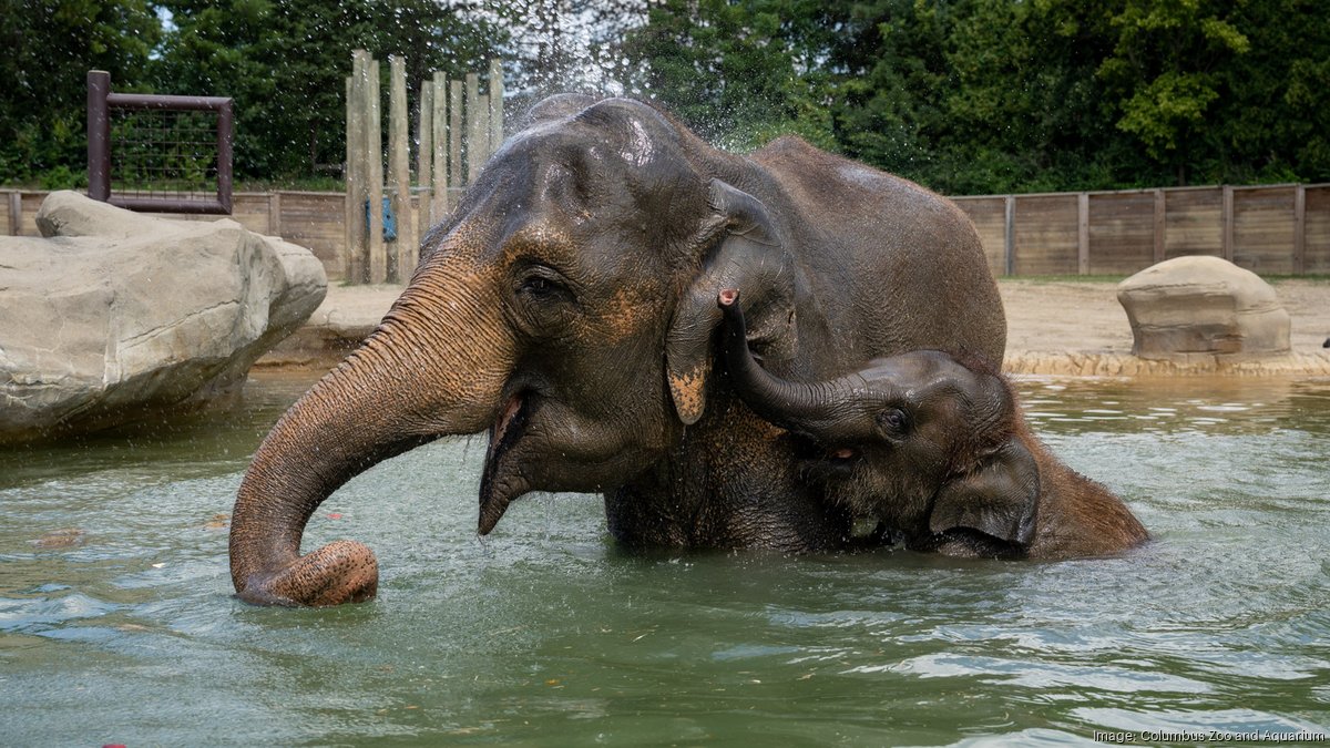 Columbus Zoo and Aquarium regains accreditation from Association of