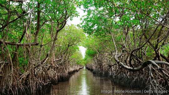 Protected ecological carbon capture mangrove in Everglade City, Florida - stock